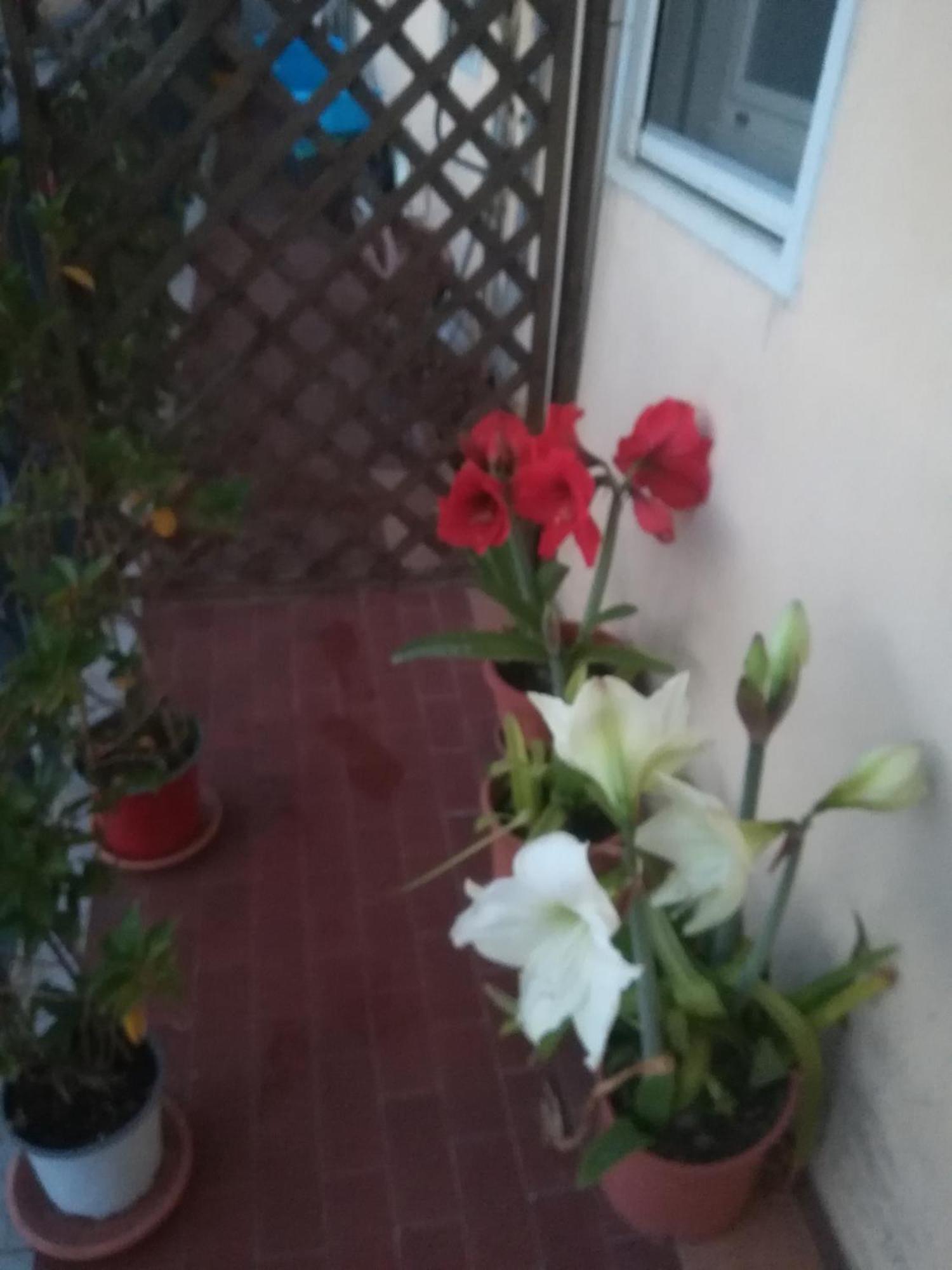מלון קלטג'ירונה Casa Silvia מראה חיצוני תמונה